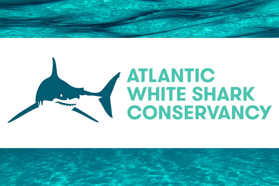 Logo for the Atlantic White Shark Conservatory