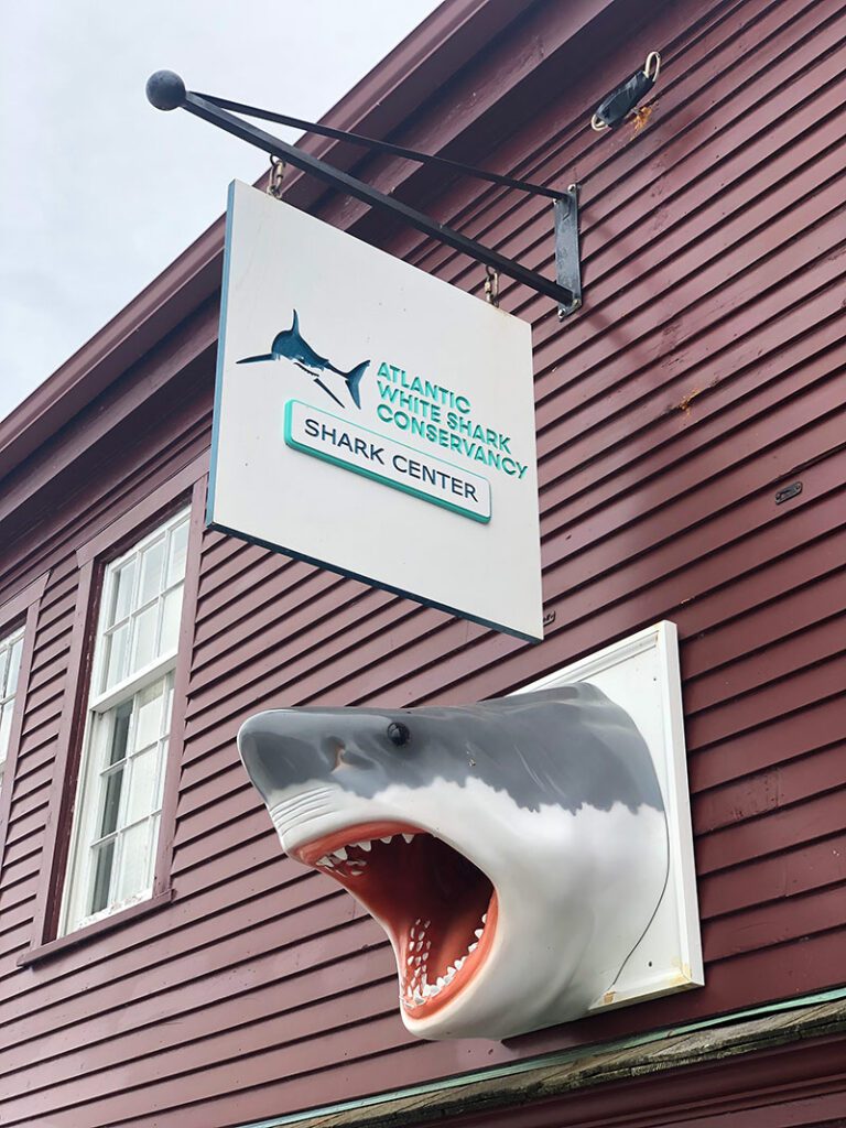 The Atlantic White Shark Conservancy opened a new Shark Center in Provincetown, MA in 2022.